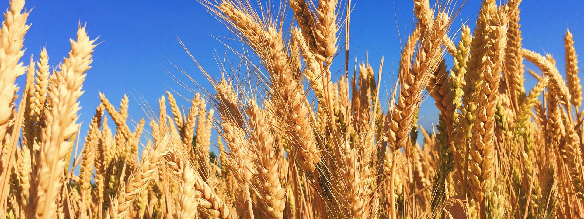 Photo by Melissa Askew on Unsplash - Wheat in a field against a blue sky