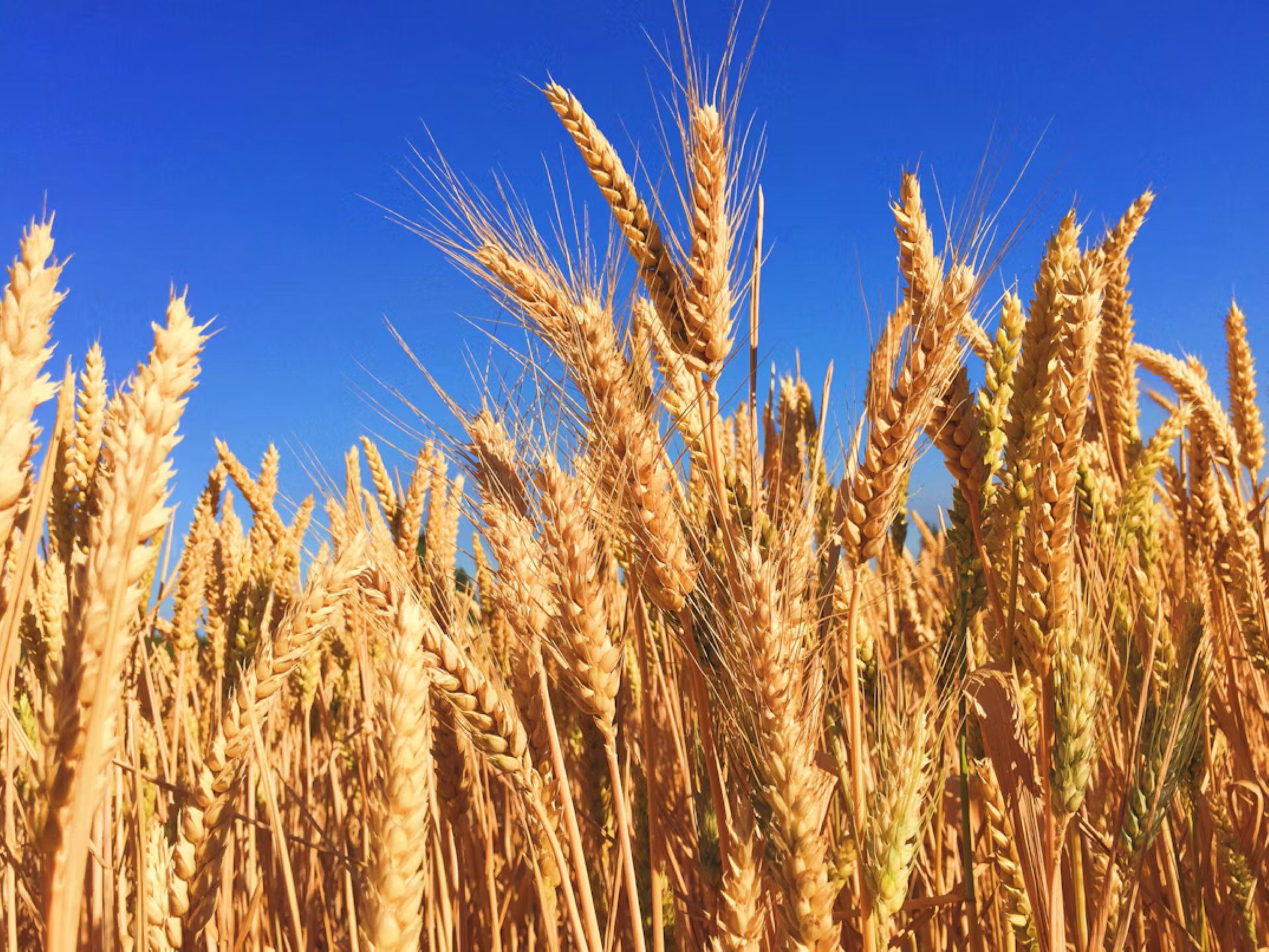 wheat