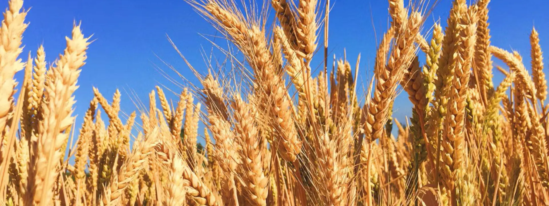 wheat