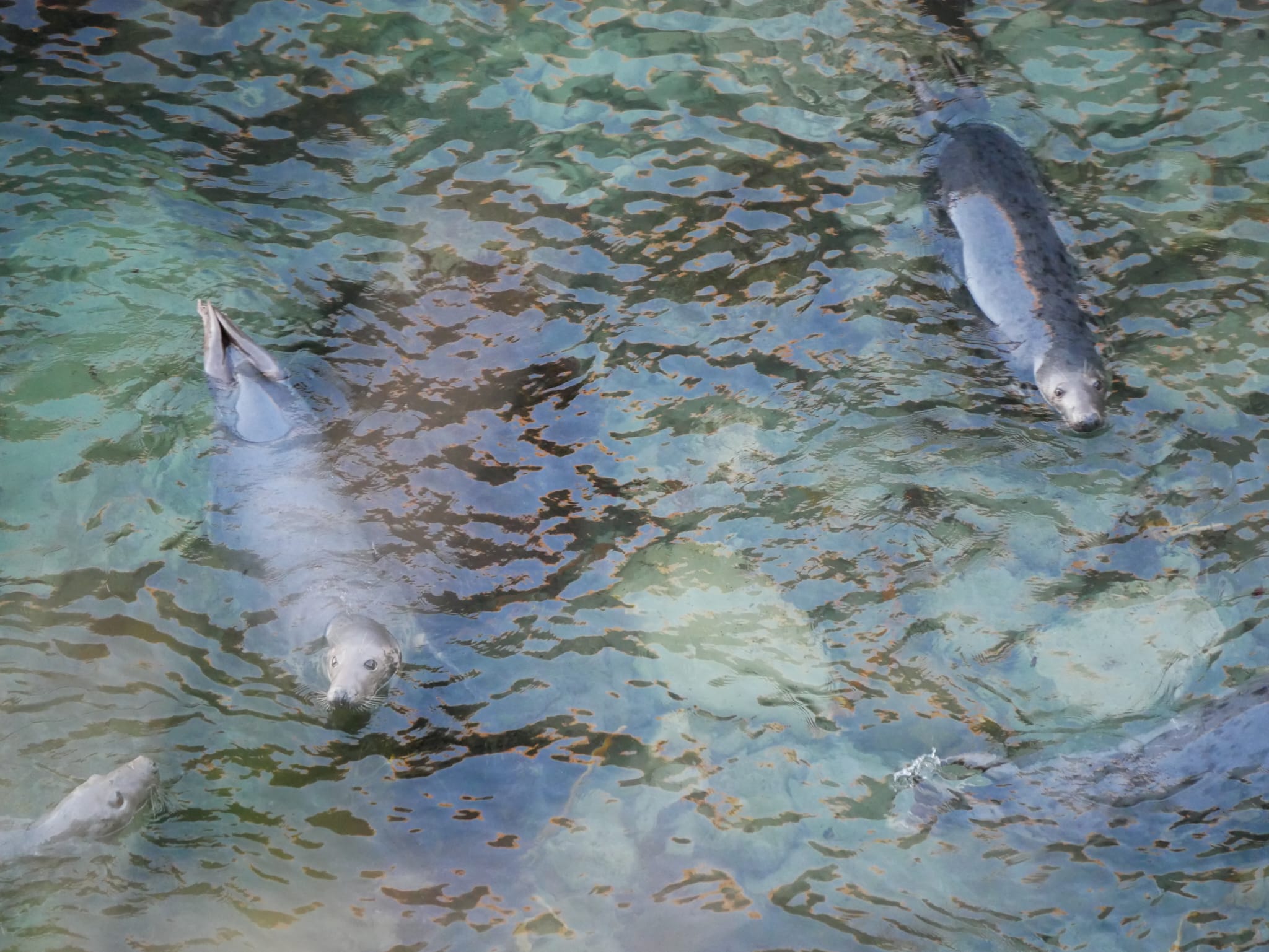 Two wild seals half immersed in the sea