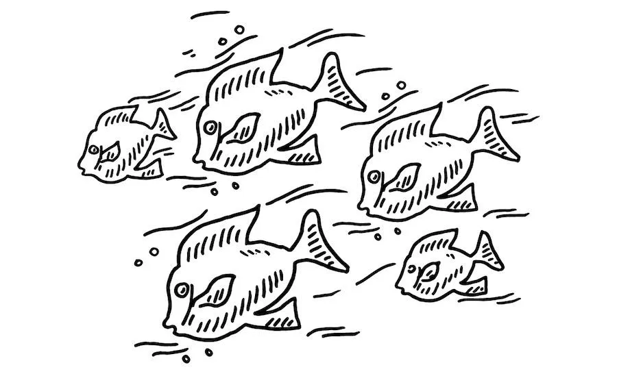 Fish