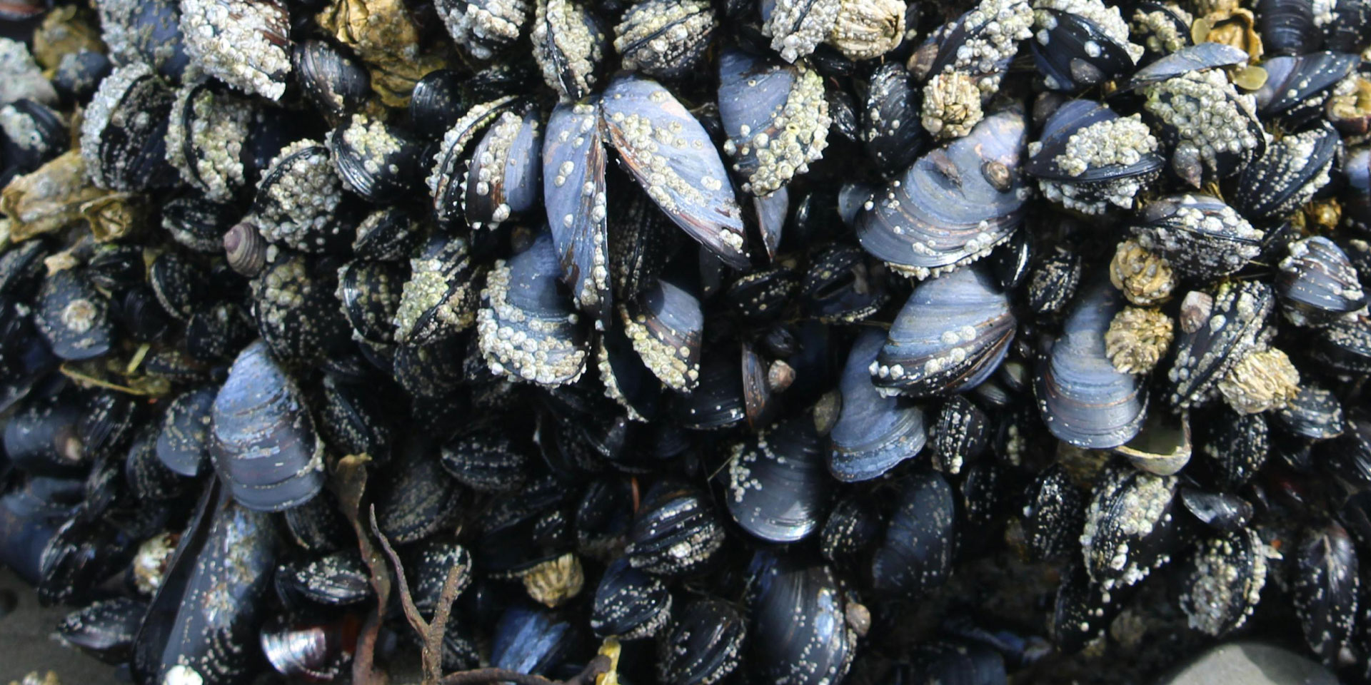A group of mussels lying on the shore, partially buried in the sand, with the ocean visible in the distance.