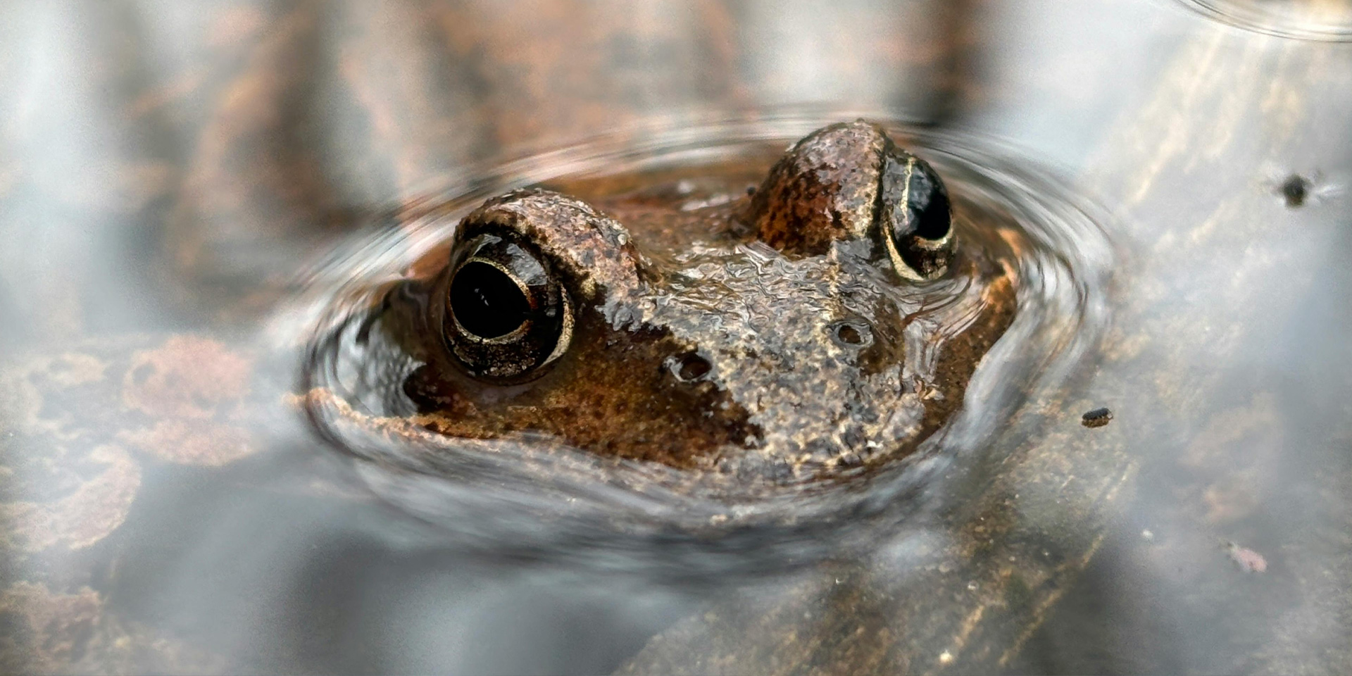 A detailed view of a frog submerged in water.