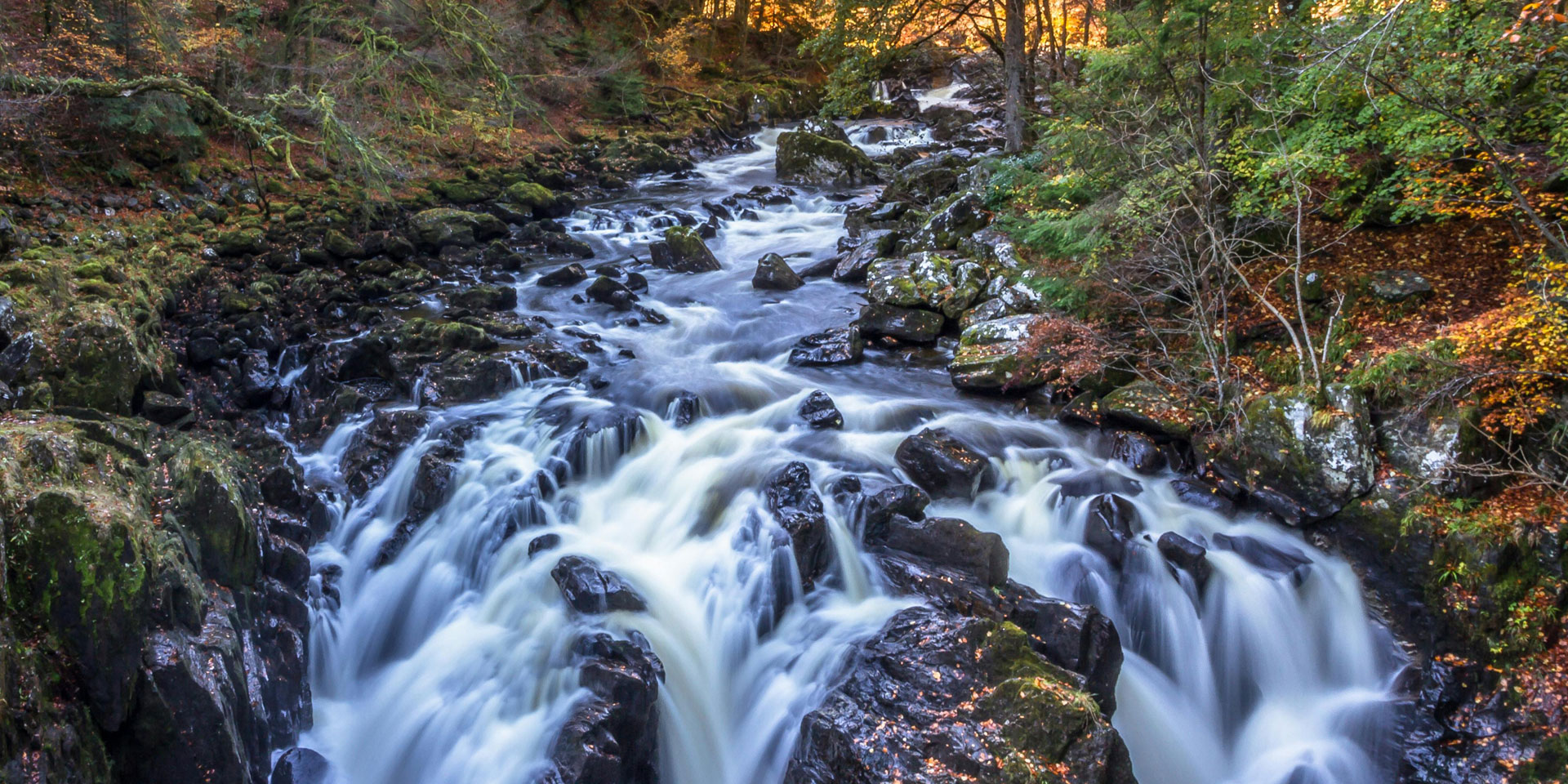 A river tumbles over rocks, framed by dense trees in a peaceful woodland scene.