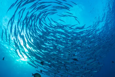 A shoal of fish in the ocean