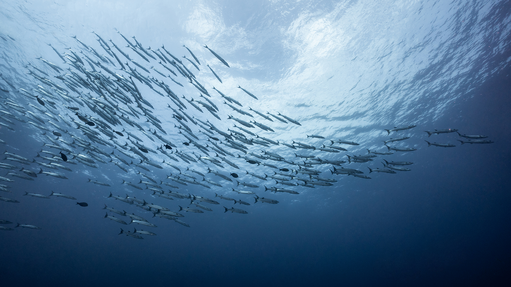 A school of fish swimming through the ocean