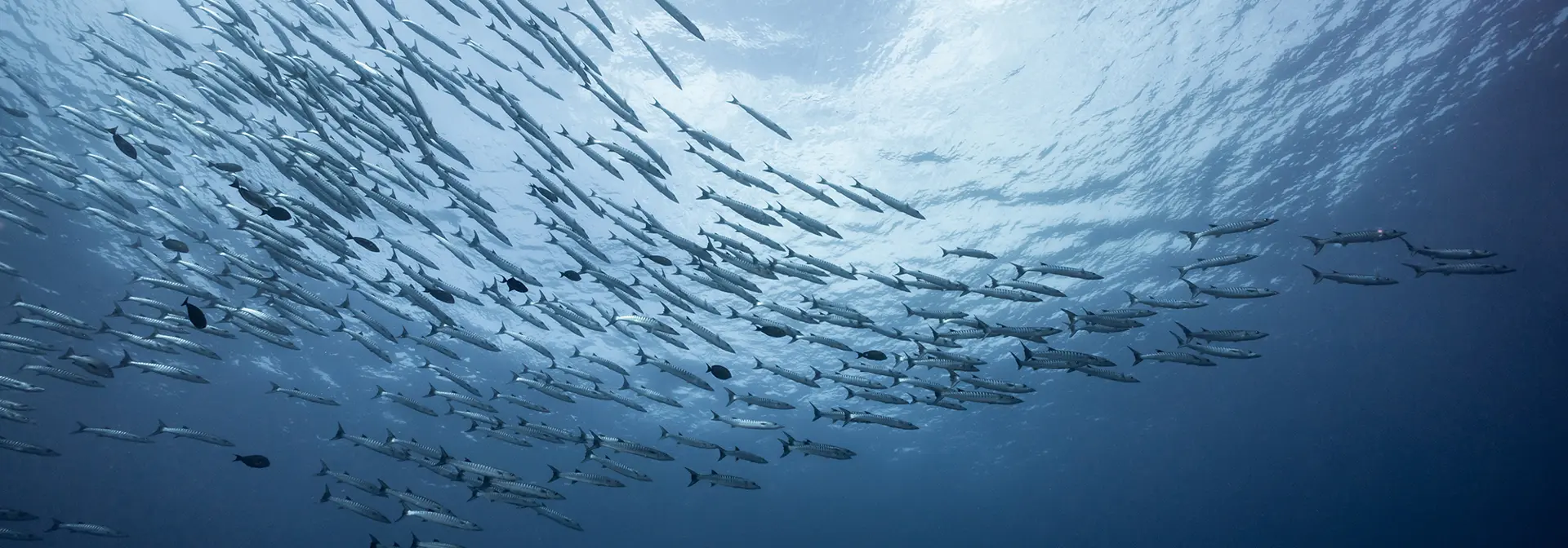 A school of fish swimming through the ocean