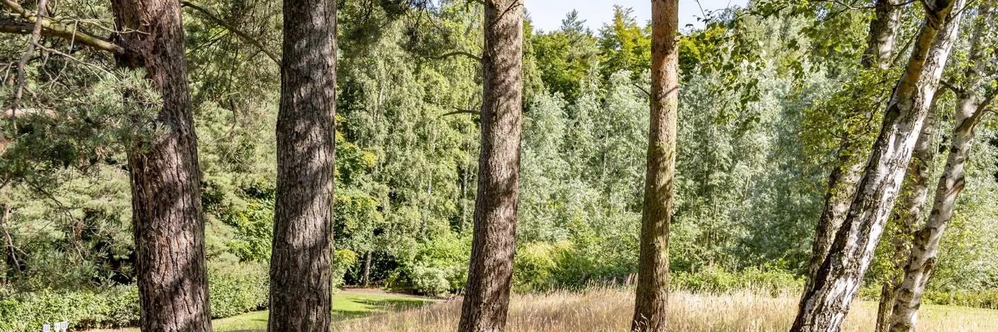 Several trees standing in a field of wheat.