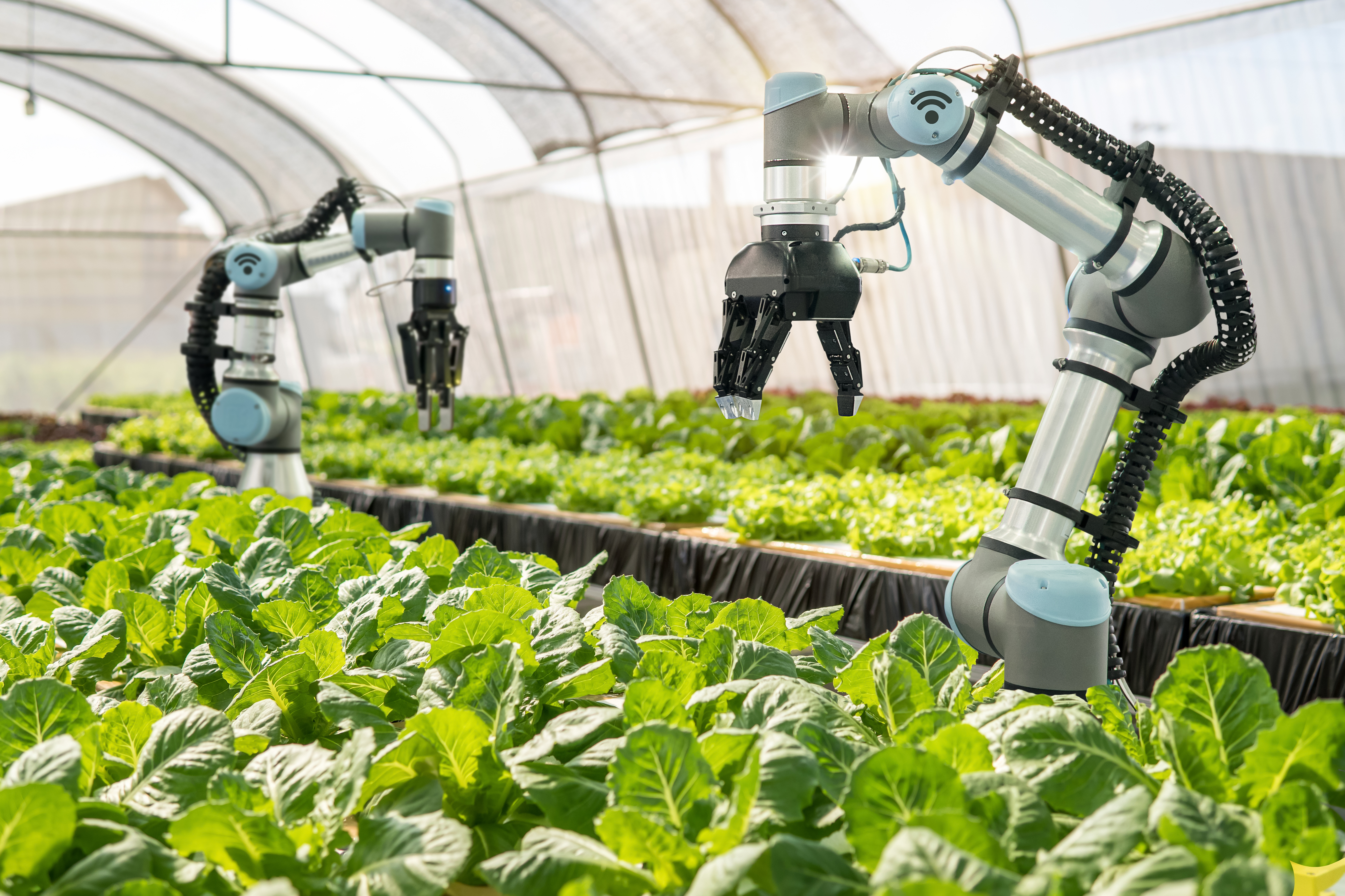robotics arms planting crops in a greenhouse