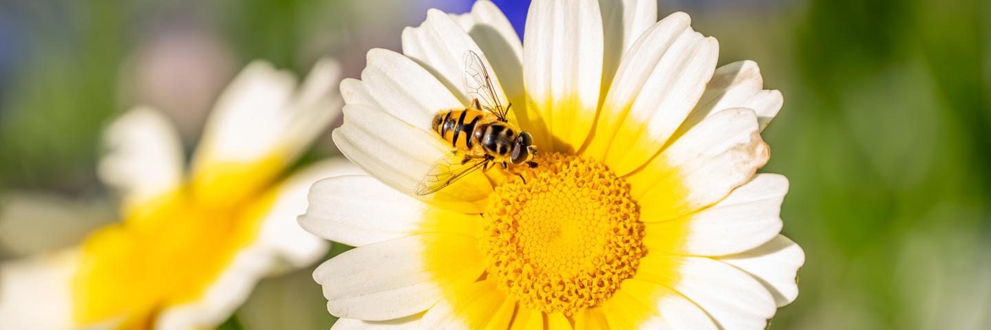 A bee sitting on a yellow flower.