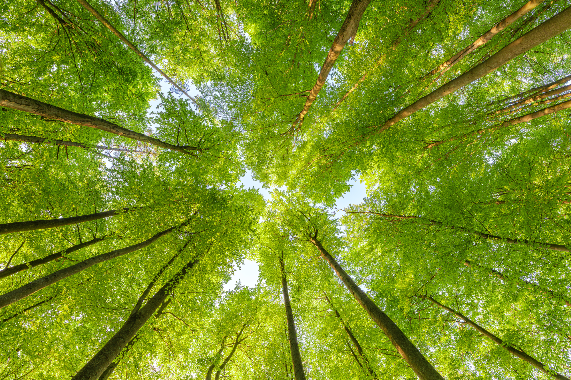 Tall deciduous tree tops seen from below