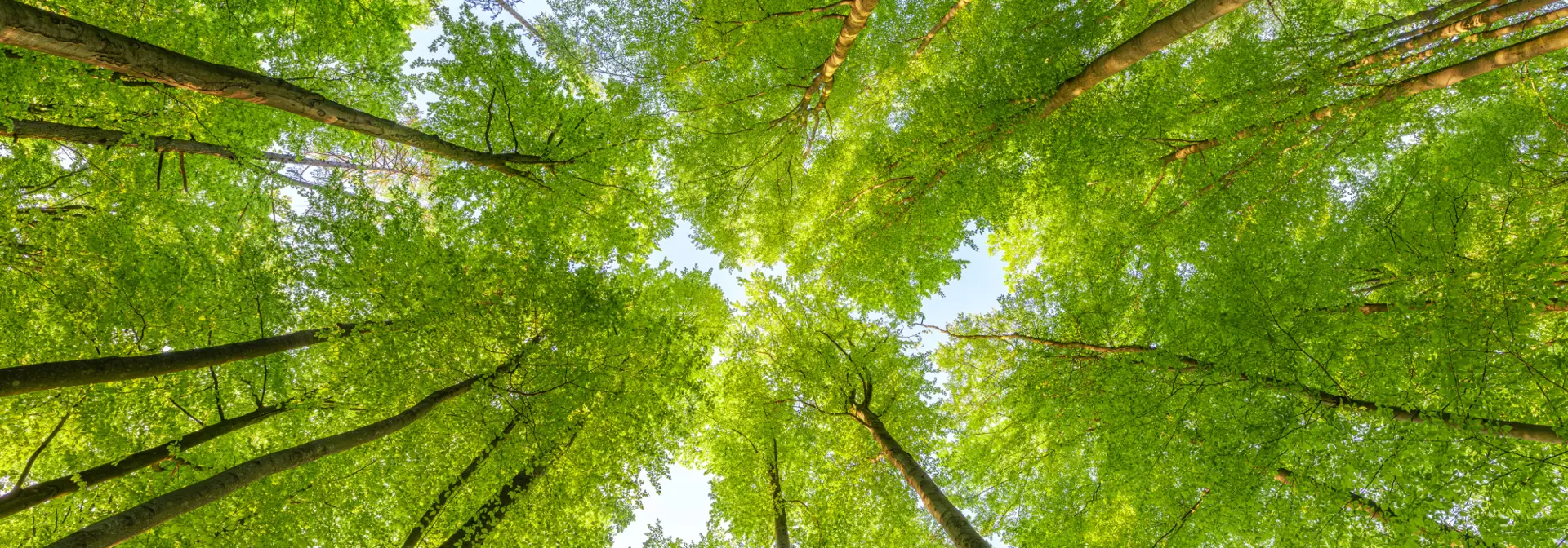 Looking up at trees in a forest