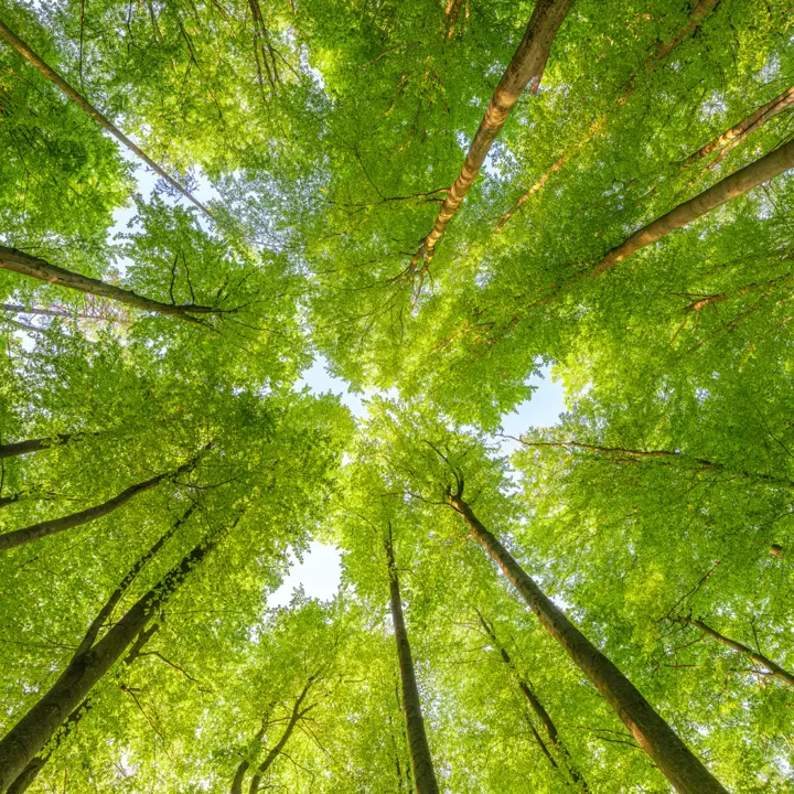 Tall deciduous tree tops seen from below