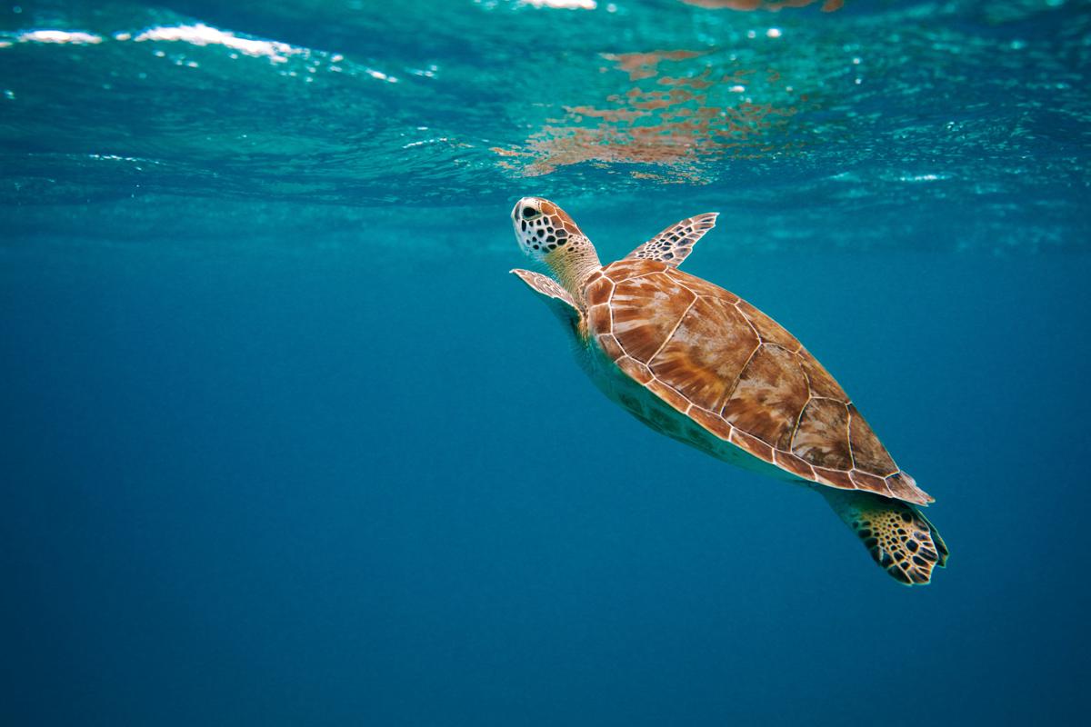 Sustaining our earth and oceans