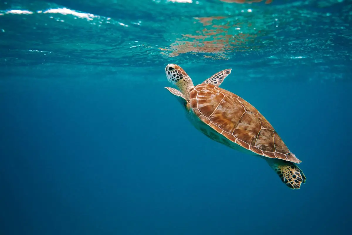 Sustaining our earth and oceans