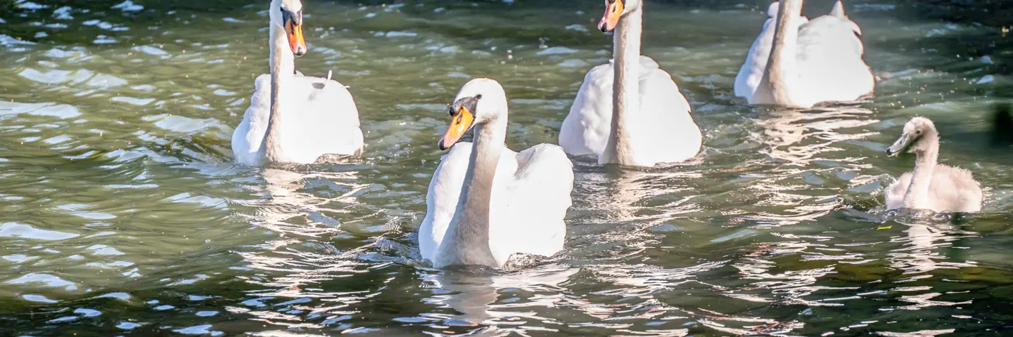 Four swans and a cygnet on water.