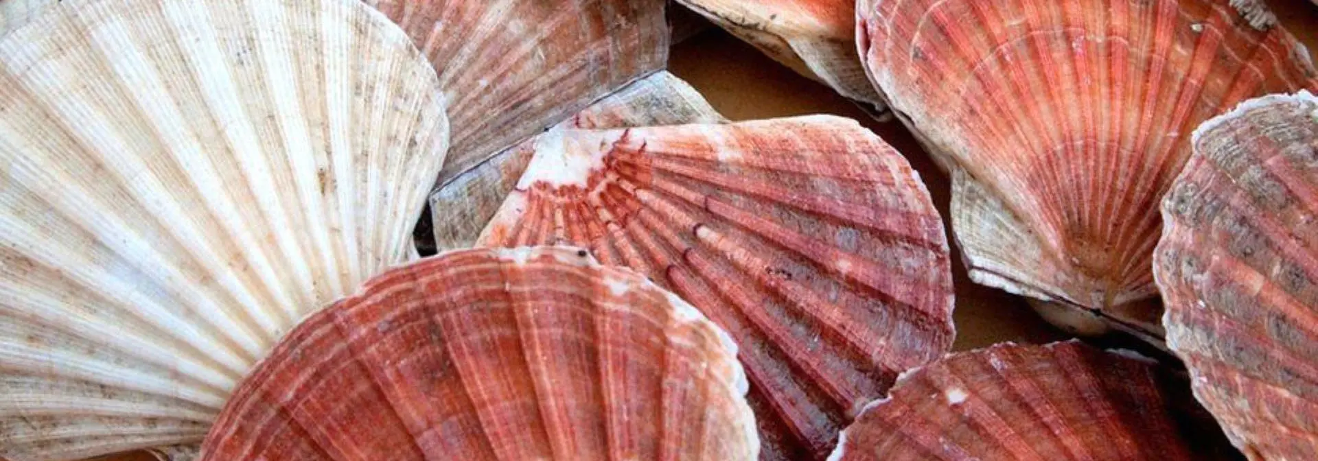 Target fishery species_king scallop_Pecten maximus 1920px