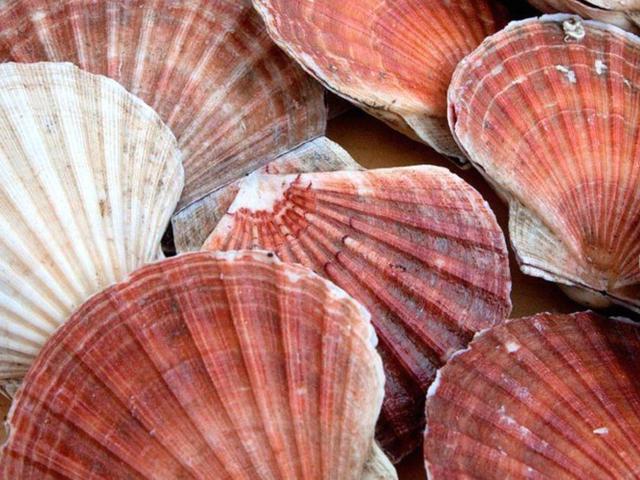 Target fishery species_king scallop_Pecten maximus 1920px