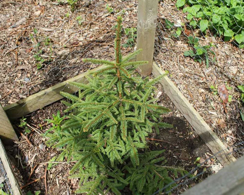 Koyama's Spruce tree Koyama's Spruce tree