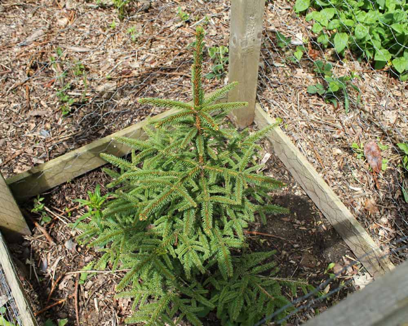 Koyama's Spruce tree Koyama's Spruce tree