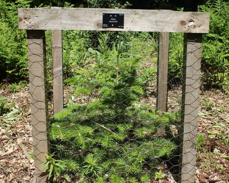 Flaky Fir Flaky Fir