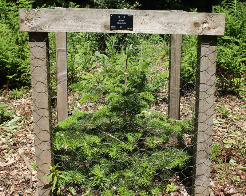 Flaky Fir Flaky Fir