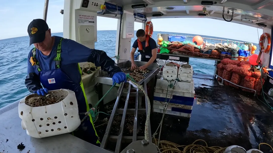 Fishers sorting through whelks on a boat