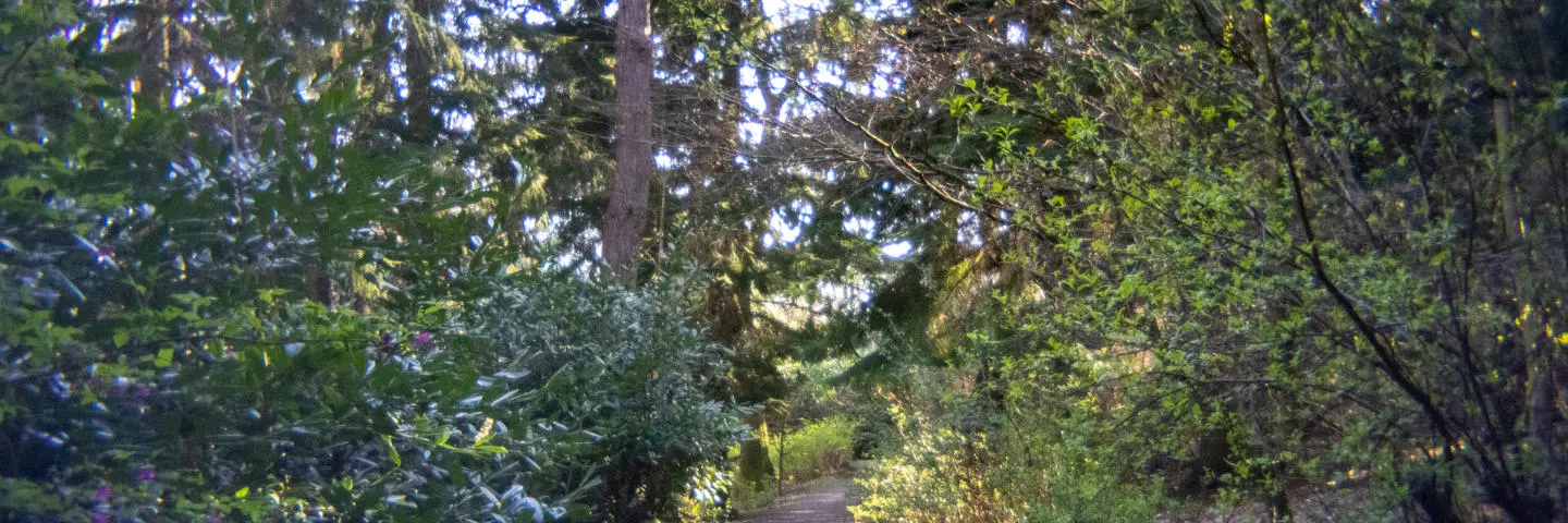 A path through a wooded area with trees on either side.