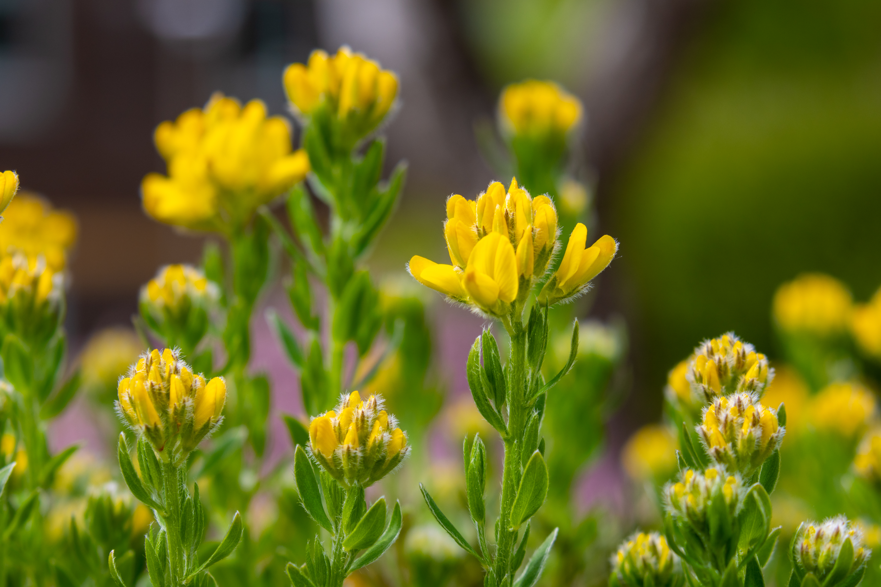 Yellow flowers with green stalks in bloom together outside. 