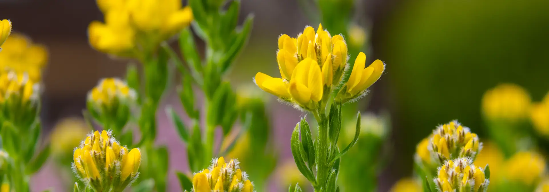 Yellow flowers with green stalks in bloom together outside.