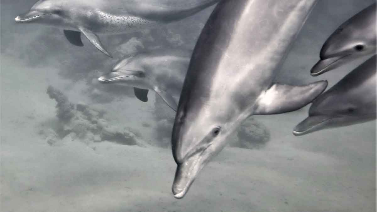 Bottlenose dolphins