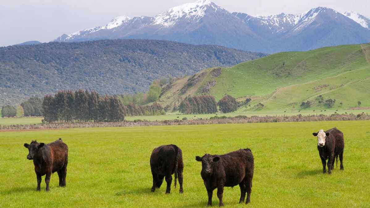 Cows in field