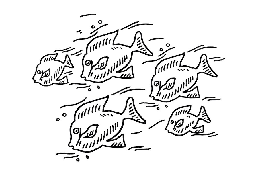 Fish drawing 