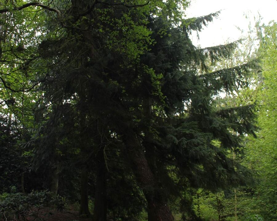 Tree-Trail-26-1000