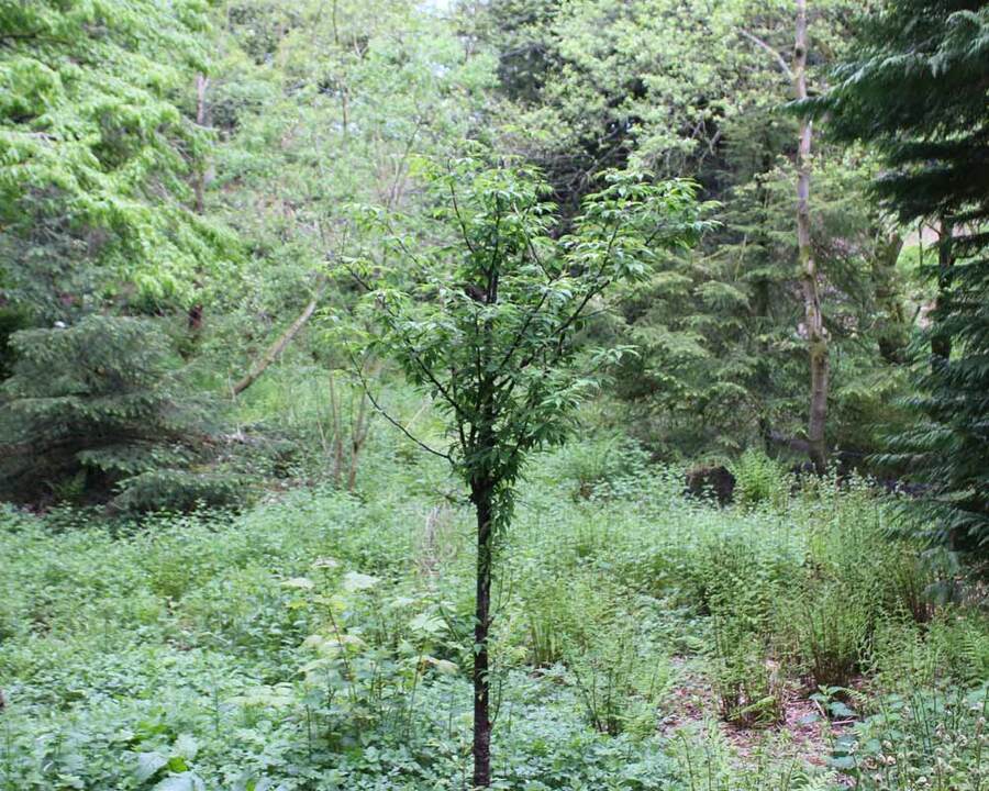 Tree-Trail-27-1000