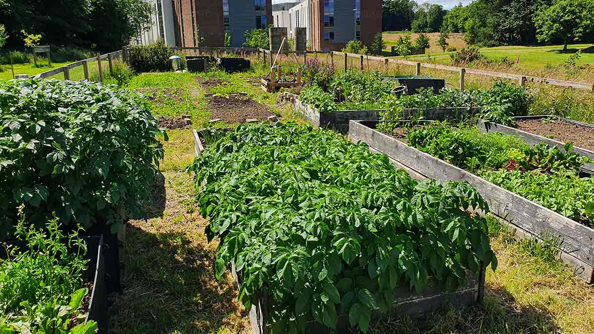 Allotments at the Edinburgh Campus.