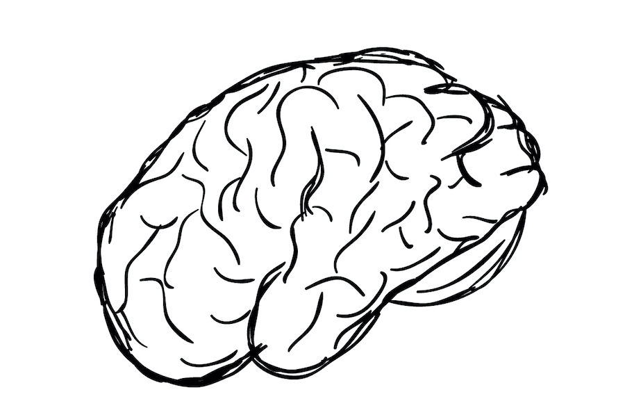 brain drawing