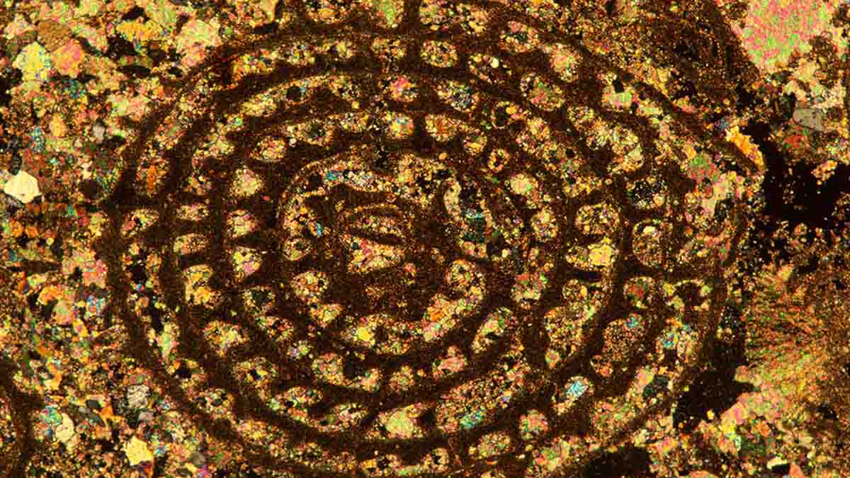Foraminifera - numulites