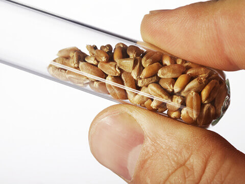 Hand holding test tube of grain