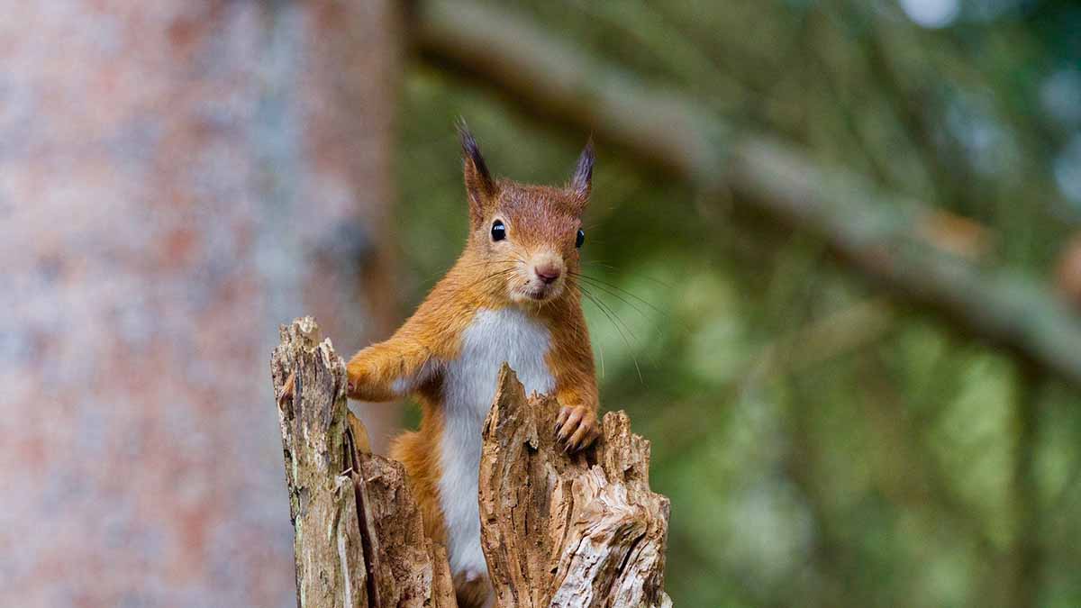 Red squirrel