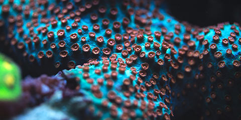Close-up of underwater coral