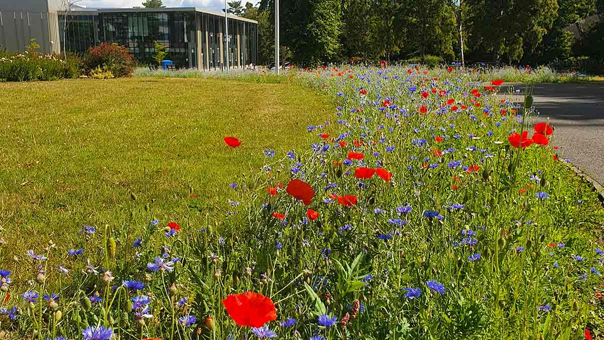 Wildflowers in bloom at the Edinburgh Campus