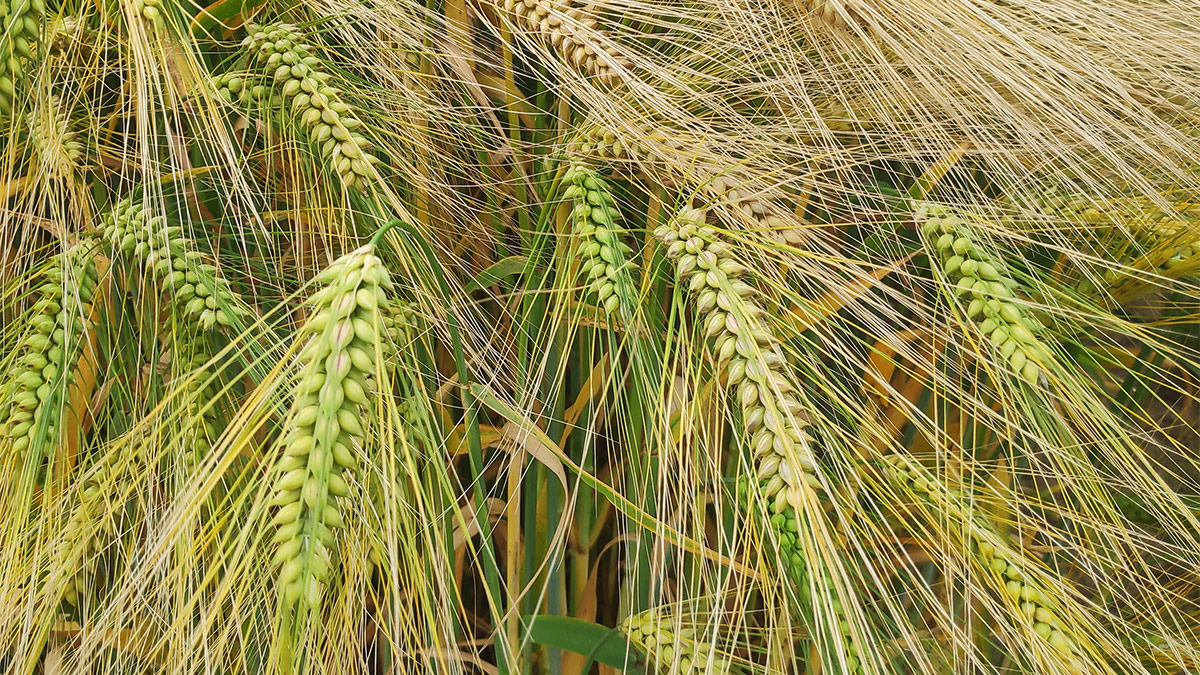 Barley crop