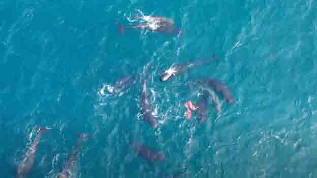 Whale placenta