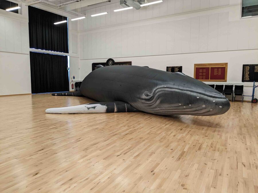 Hope the whale