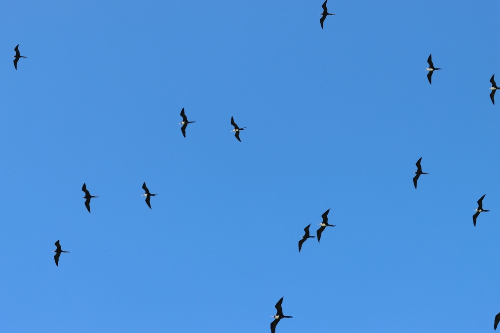 Seabirds in the Indian Ocean are critical for coral reef health