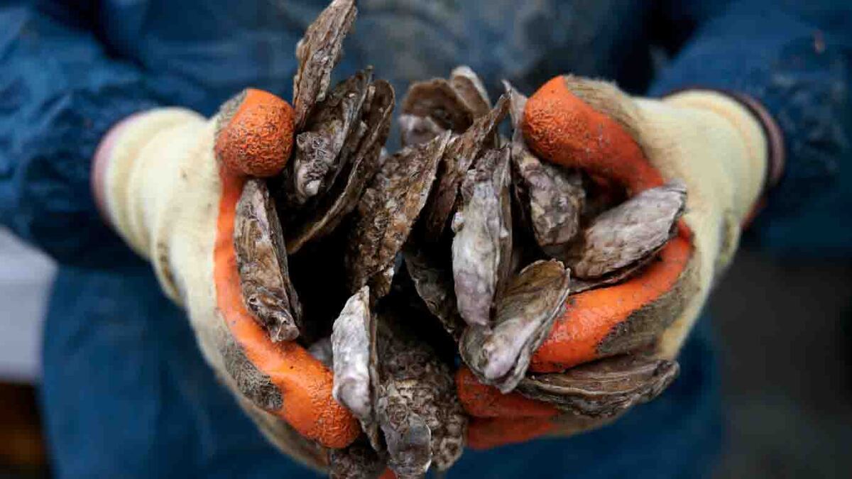 oysters