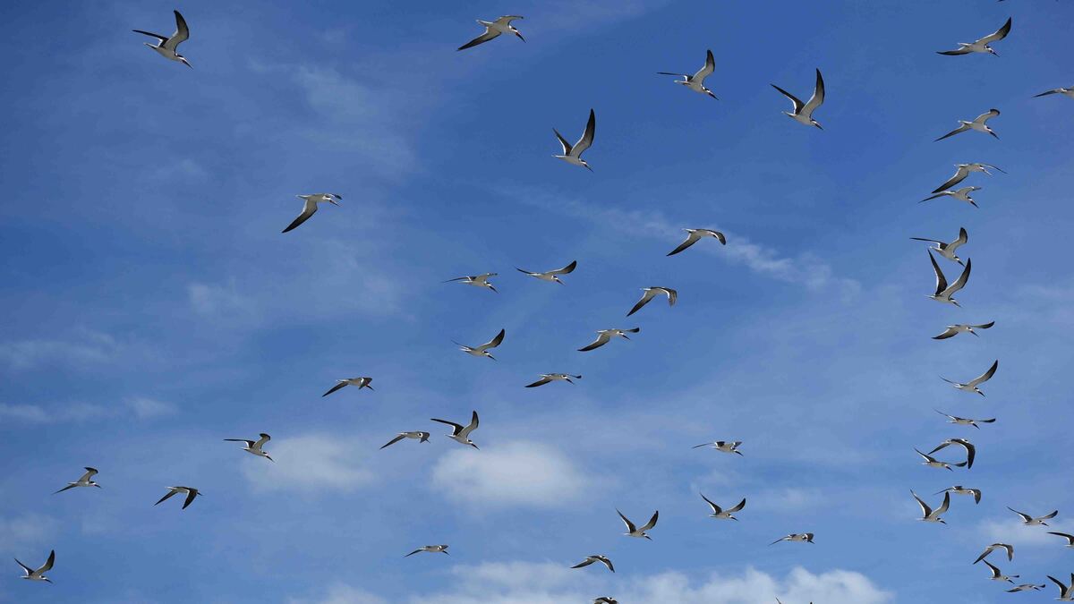 seabirds