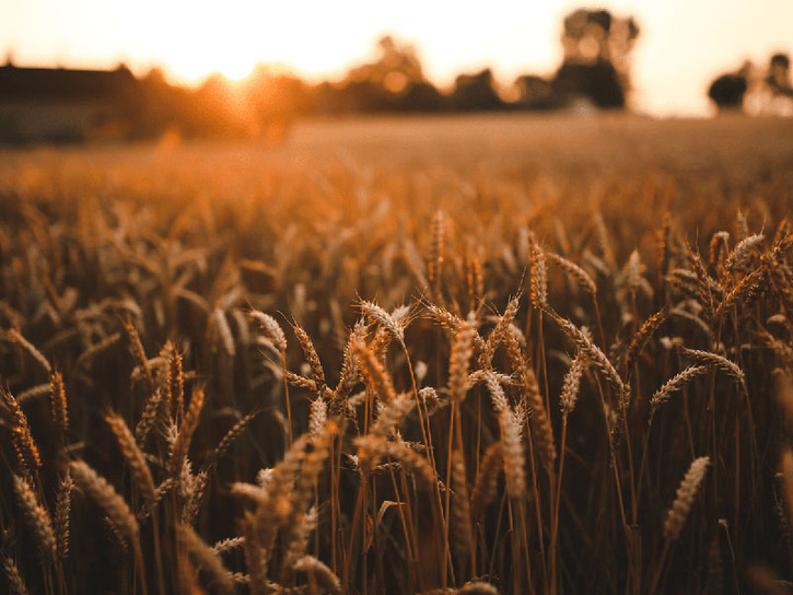 A field of wheat at sunset