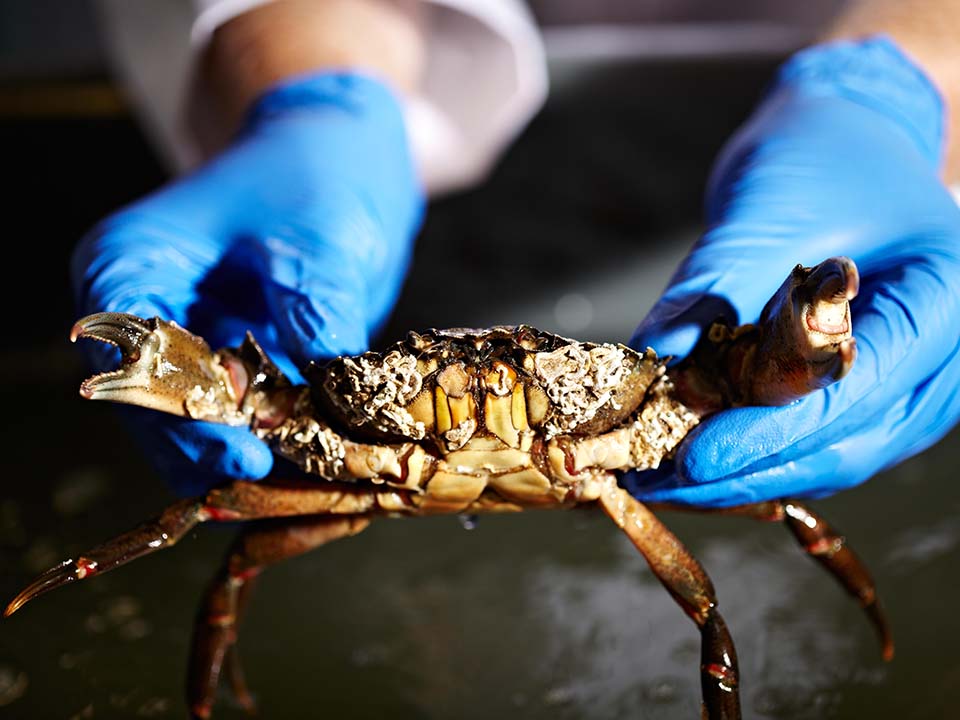 A crab is held with claws apart by a scientist wearing protective blue gloves